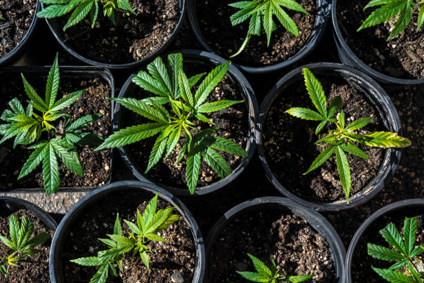 growing cannabis in michigan