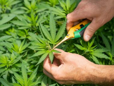 Michigan Cannabis Safety Act